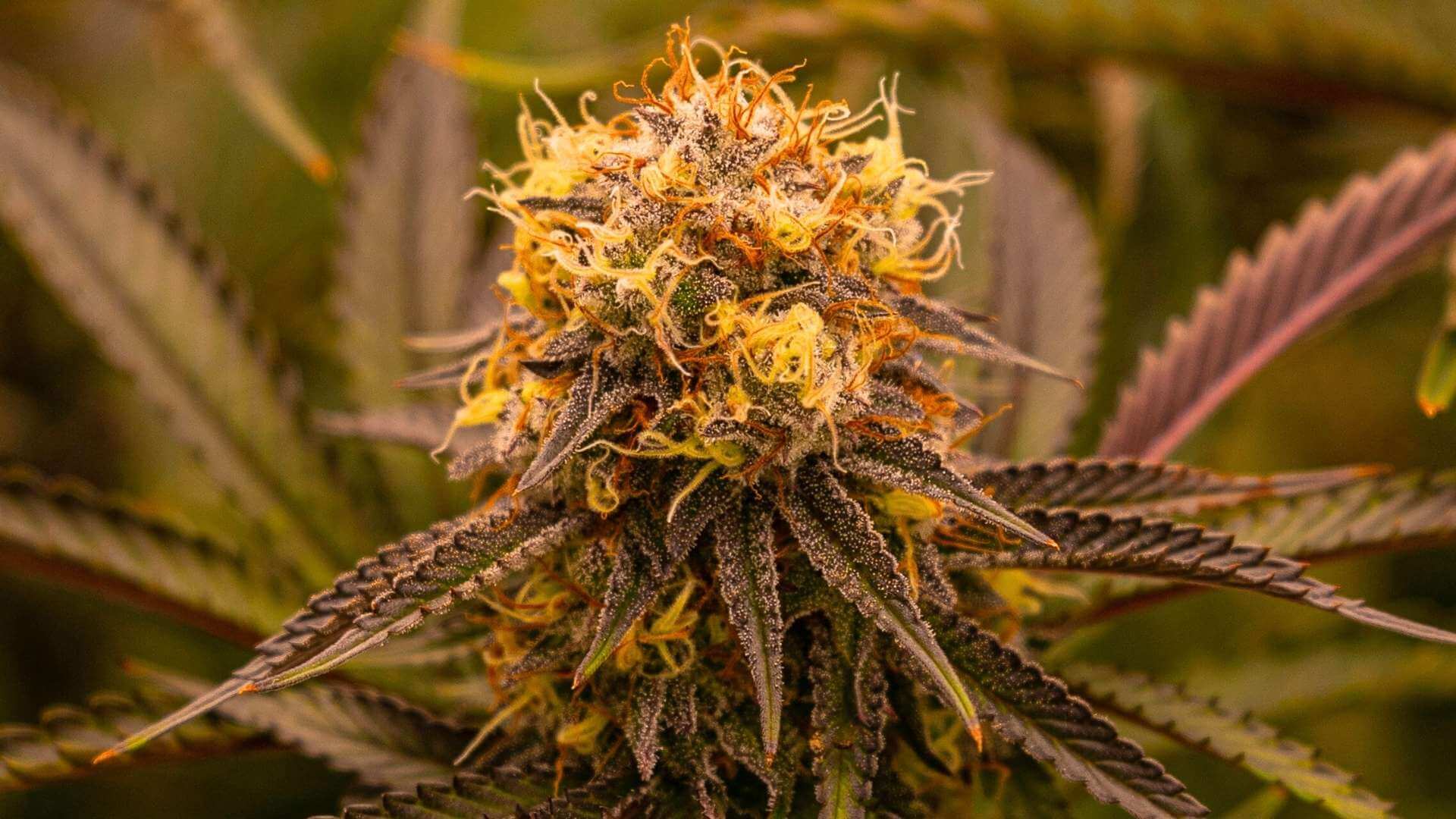 Sour Alien Terpenes