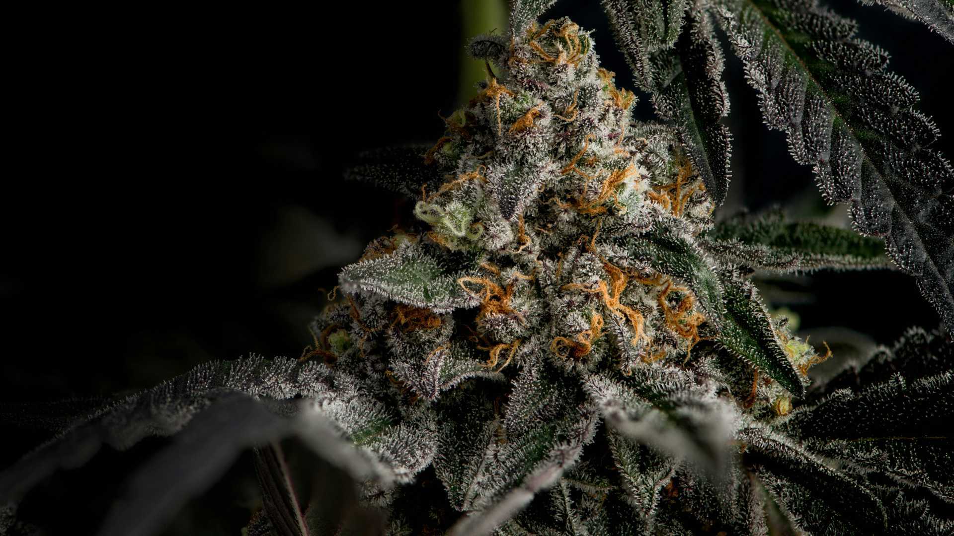 Stinky Monkey Terpenes
