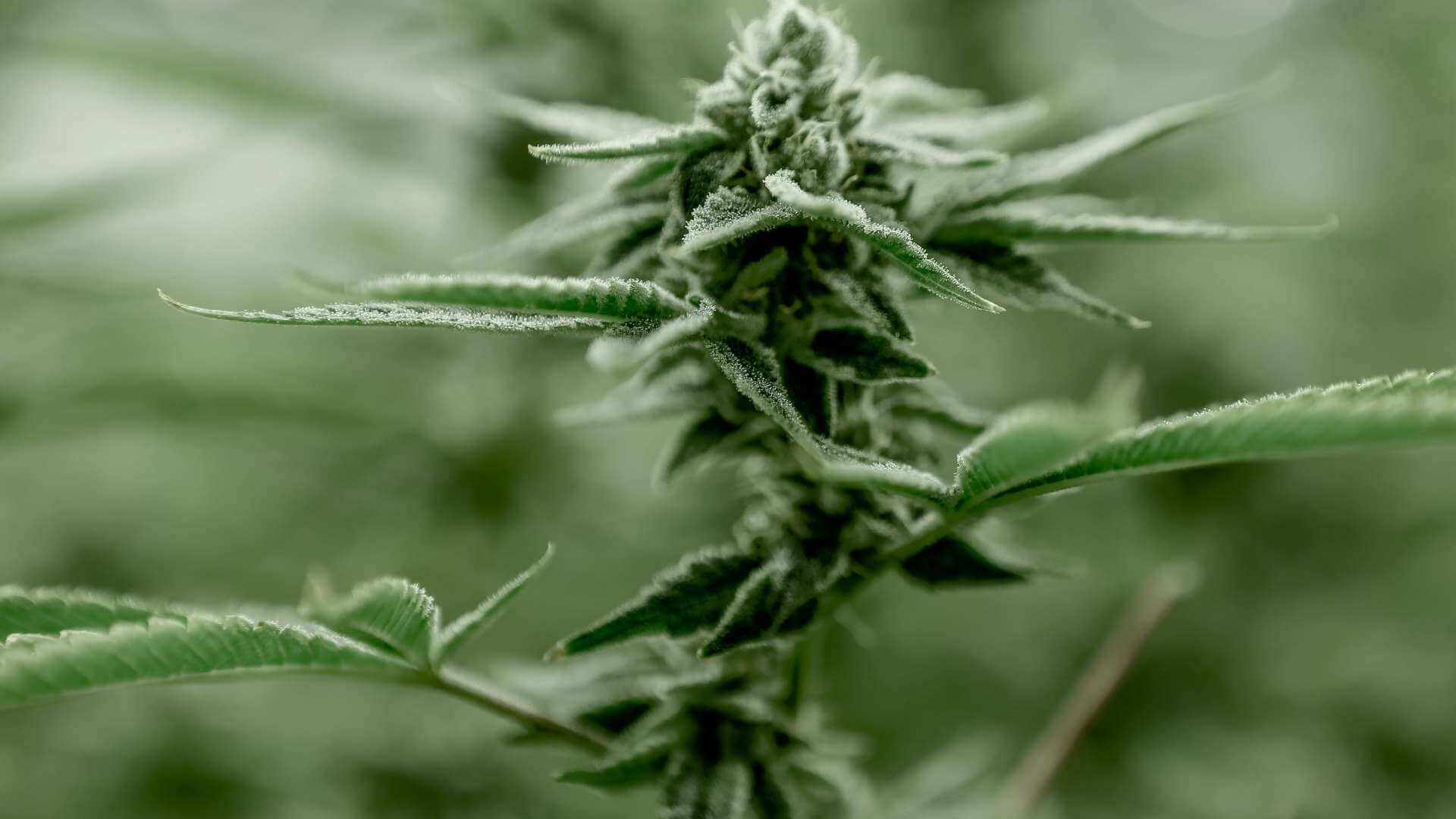 Tahoe Terpenes