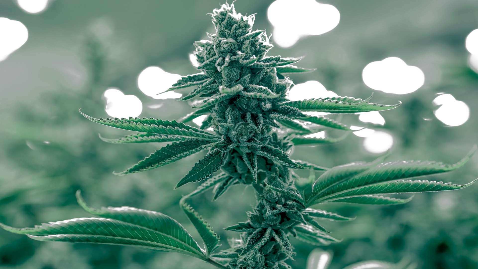 Super Silver Haze Terpenes
