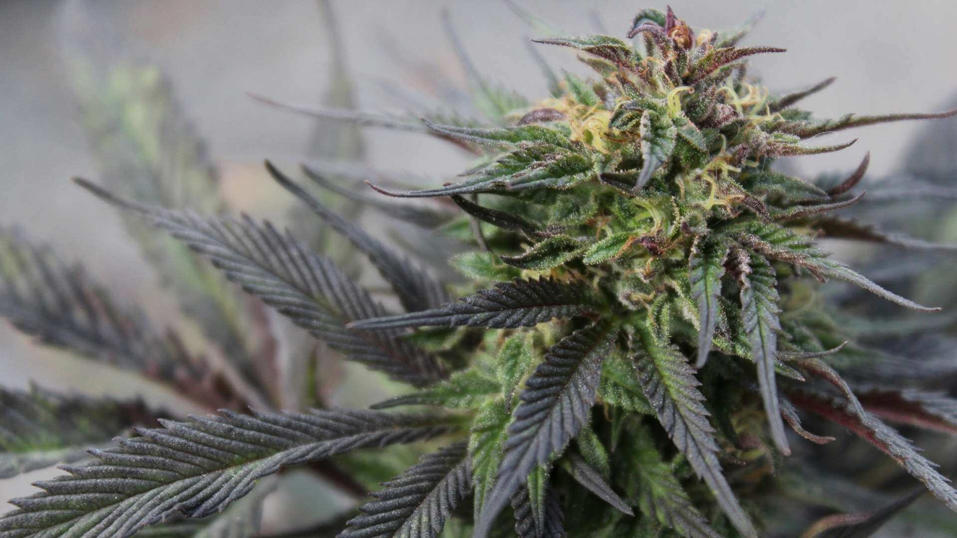 Sugar Plum Terpenes