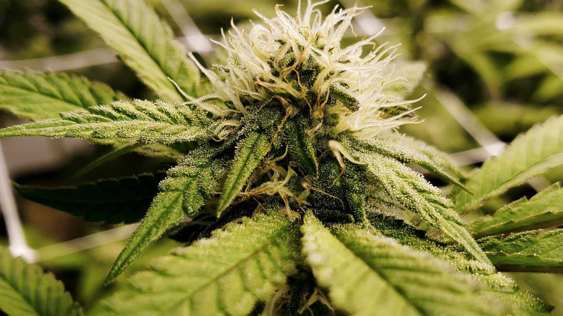 Strawberry Fields Terpenes