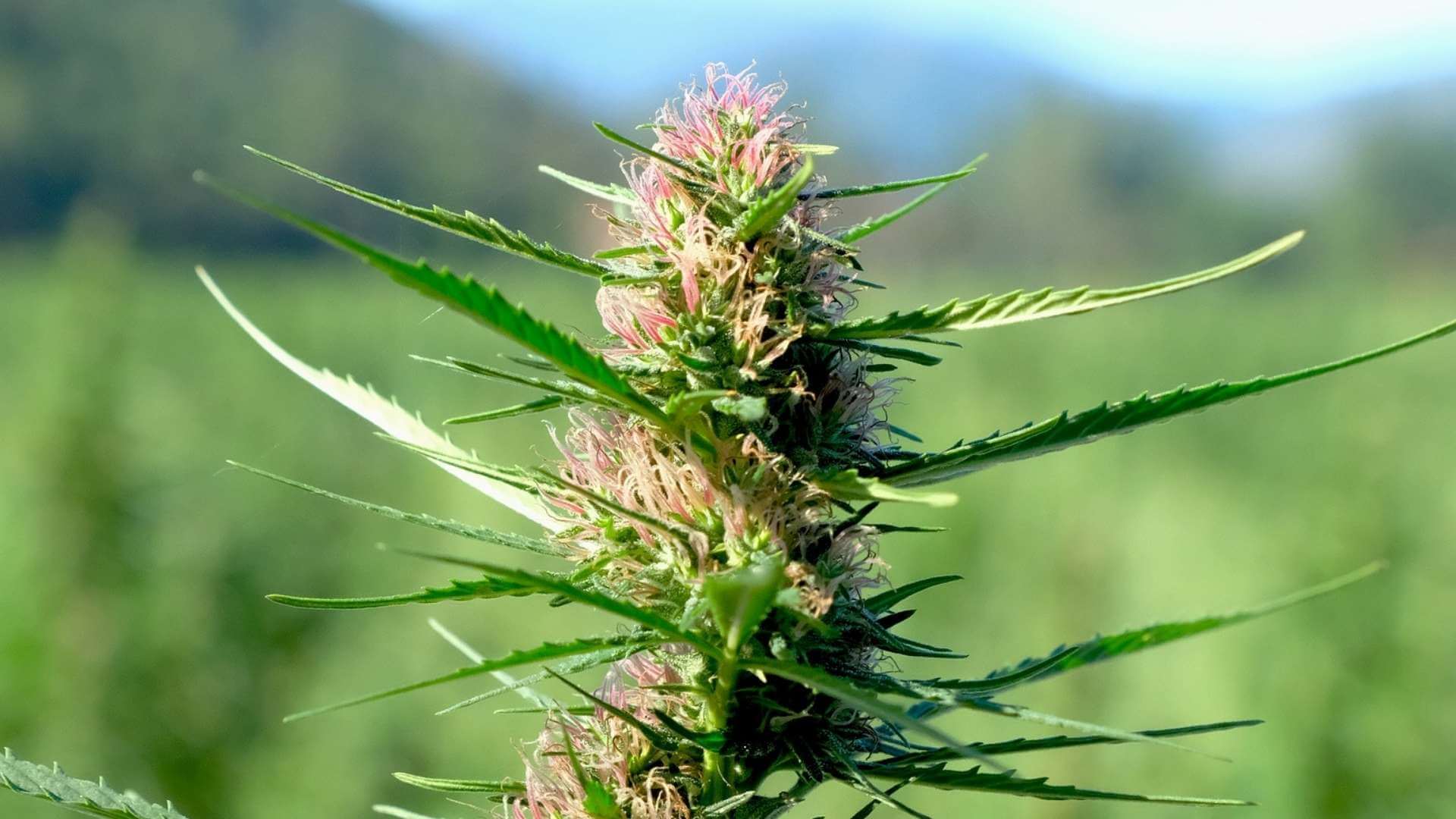 Tangie Haze Terpenes