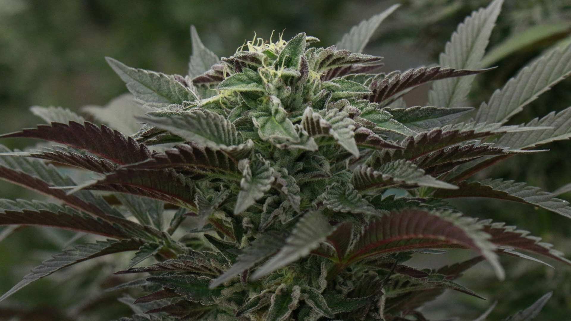 Tangier Chilly Terpenes