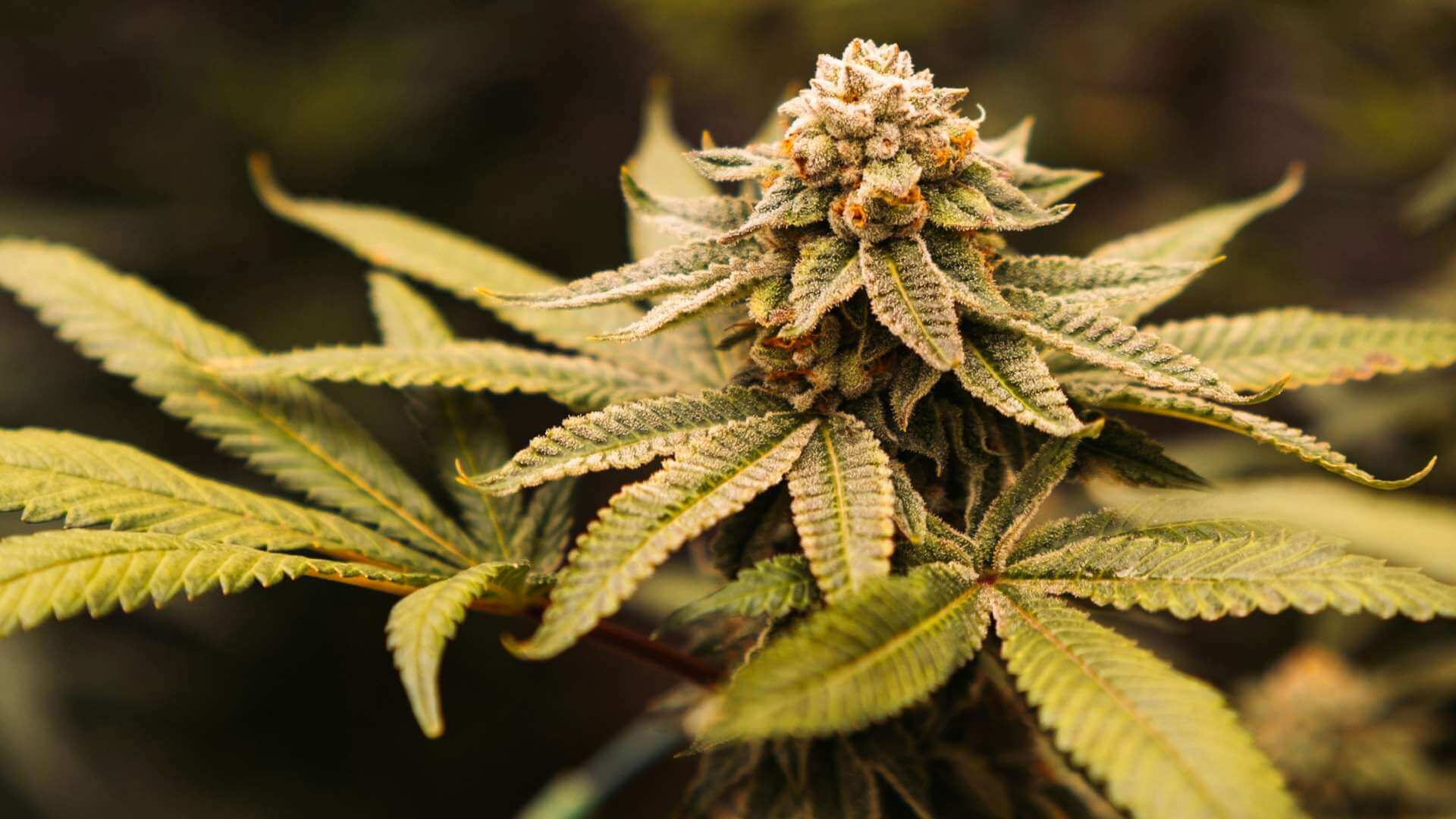 Trix Terpenes