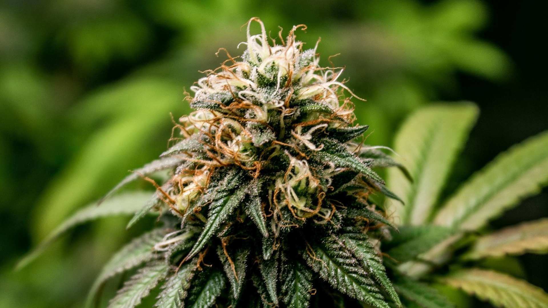 Watermelon OG Terpenes