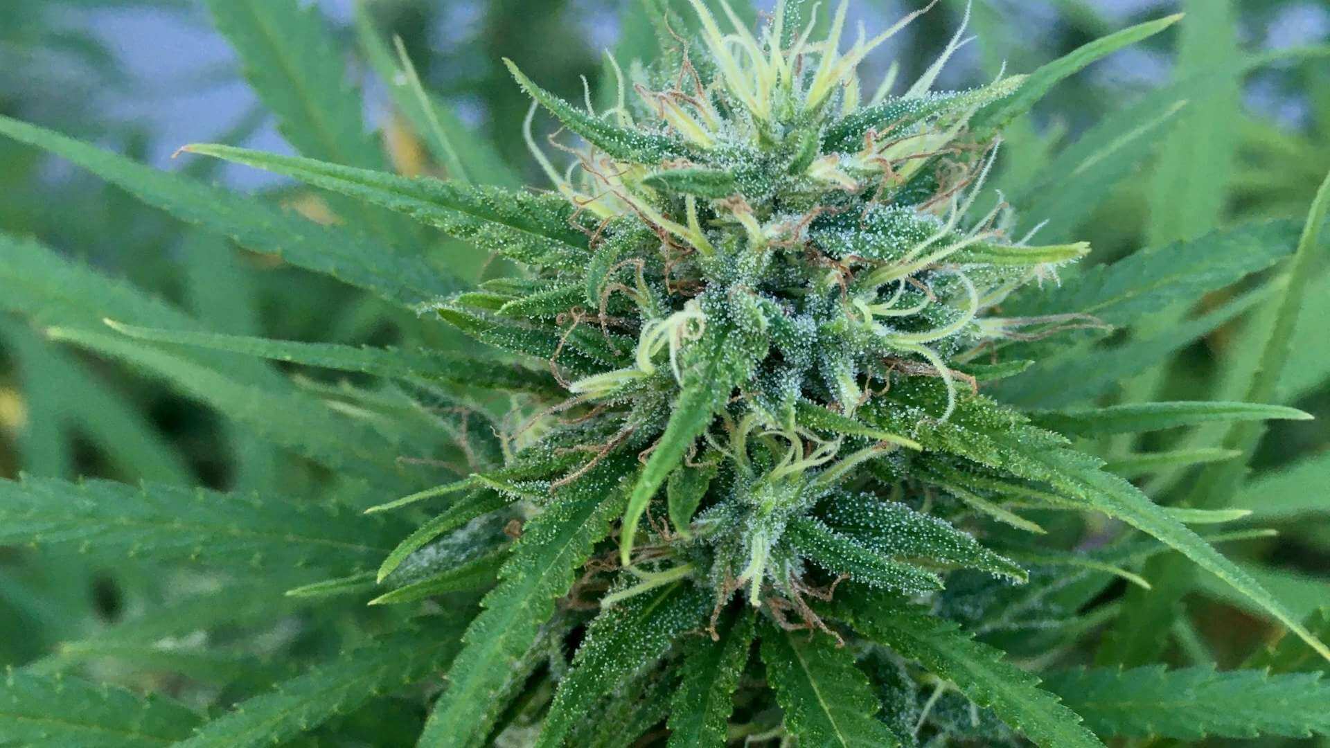White Widow Terpenes