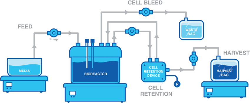 A continuous perfusion bioreactor setup