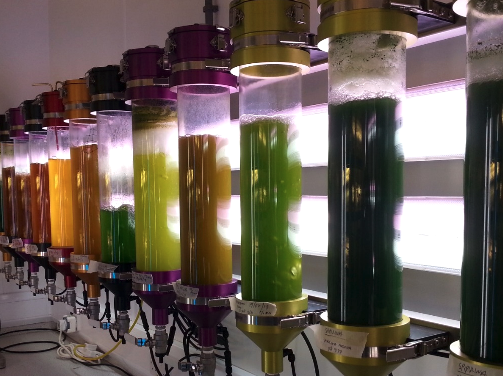 A photobioreactor system cultivating algae and plant cells under controlled LED lighting