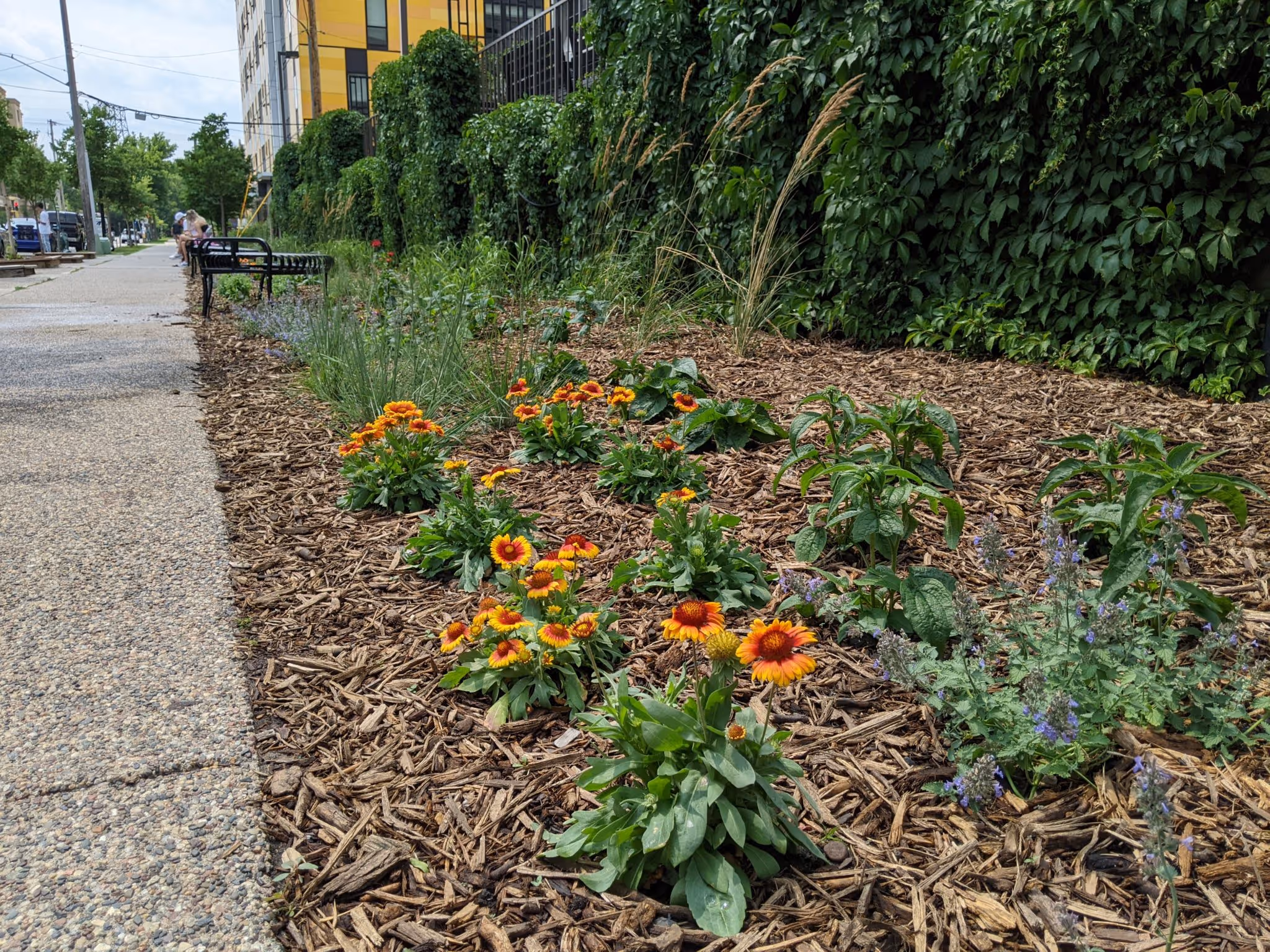 A perennial pollinator garden to green and beautify a student housing coop in dinky town blog image picture