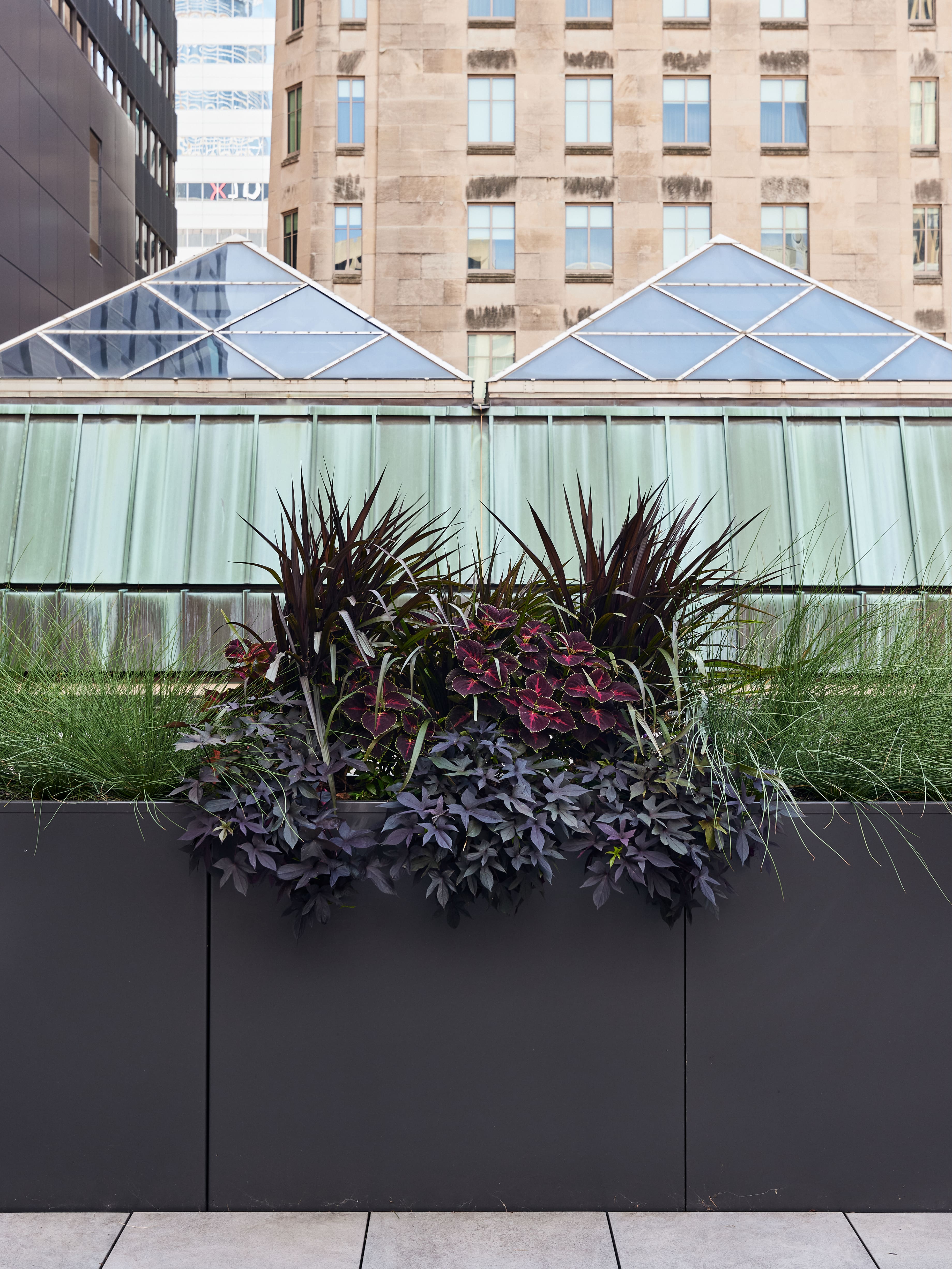 Modern rooftop planter with lush grasses and dark foliage plants.