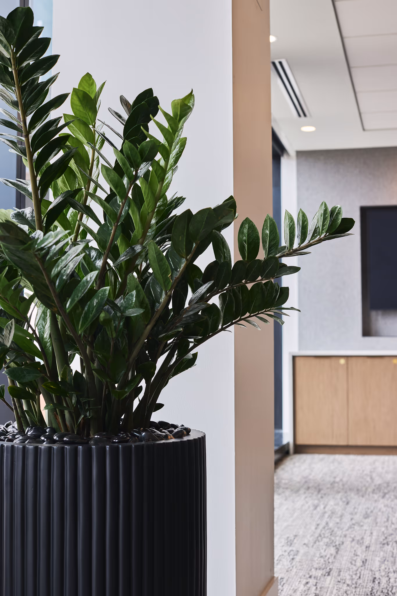 ZZ plant in a tall black ribbed planter inside a modern office hallway with neutral walls and carpet flooring.