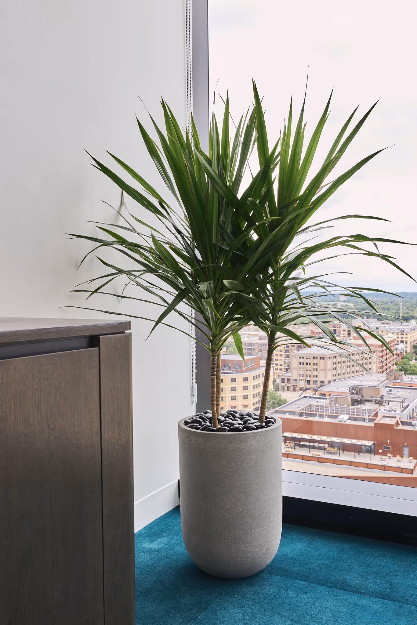 Tall indoor dracaena plant in a modern gray planter placed by an office window overlooking the city skyline.