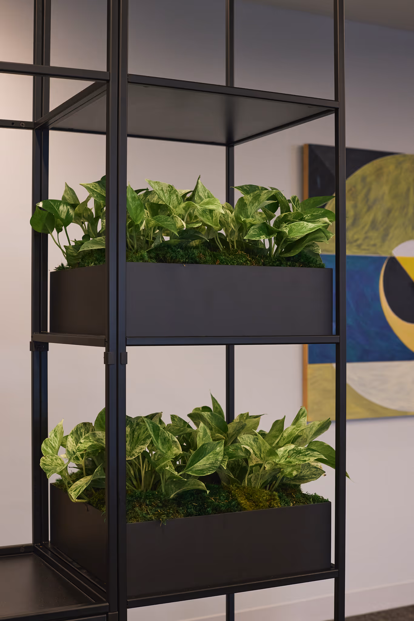 “Modern office shelving with lush pothos plants in black planters.