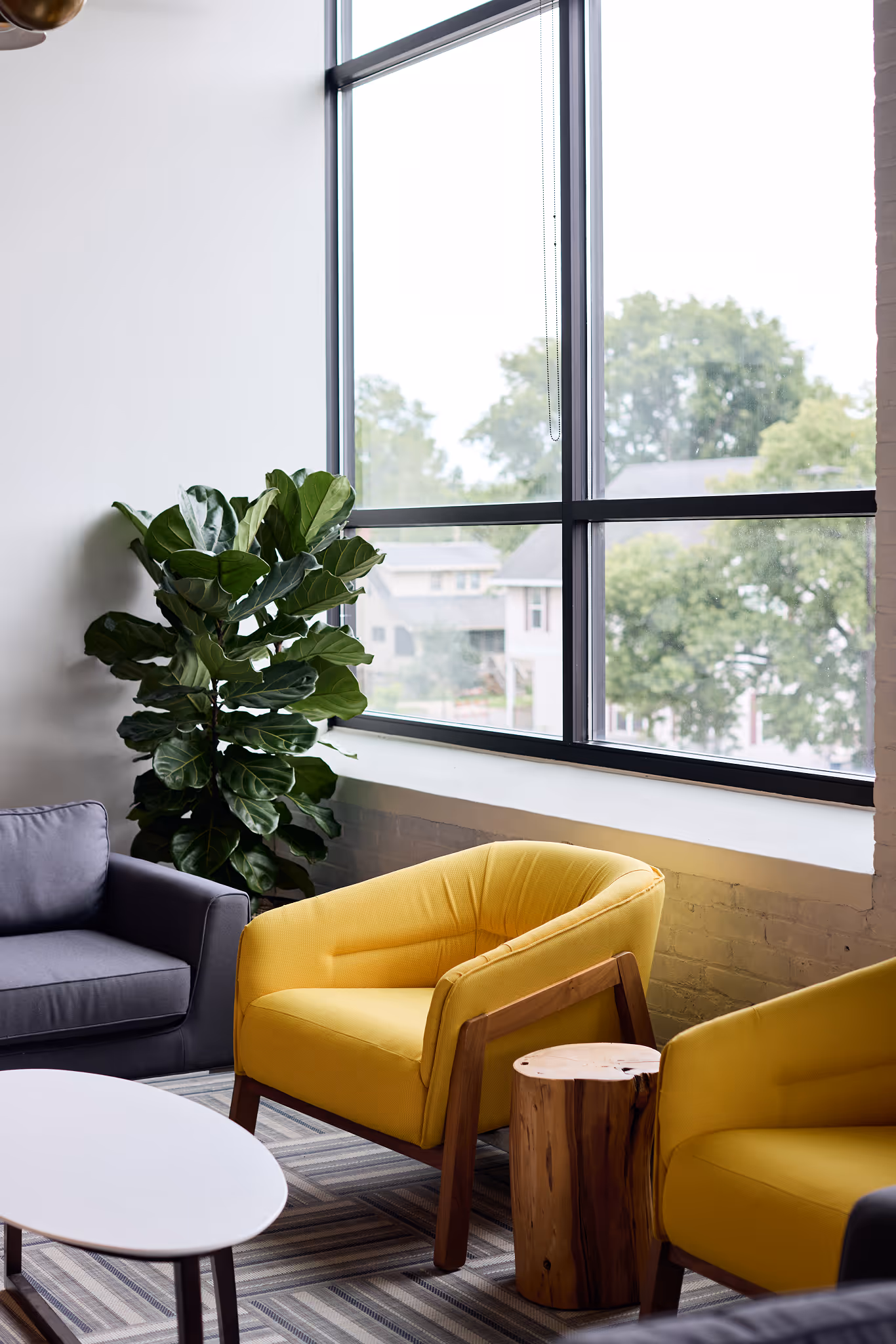 Indoor fiddle leaf fig in modern lounge with yellow chairs and large windows.