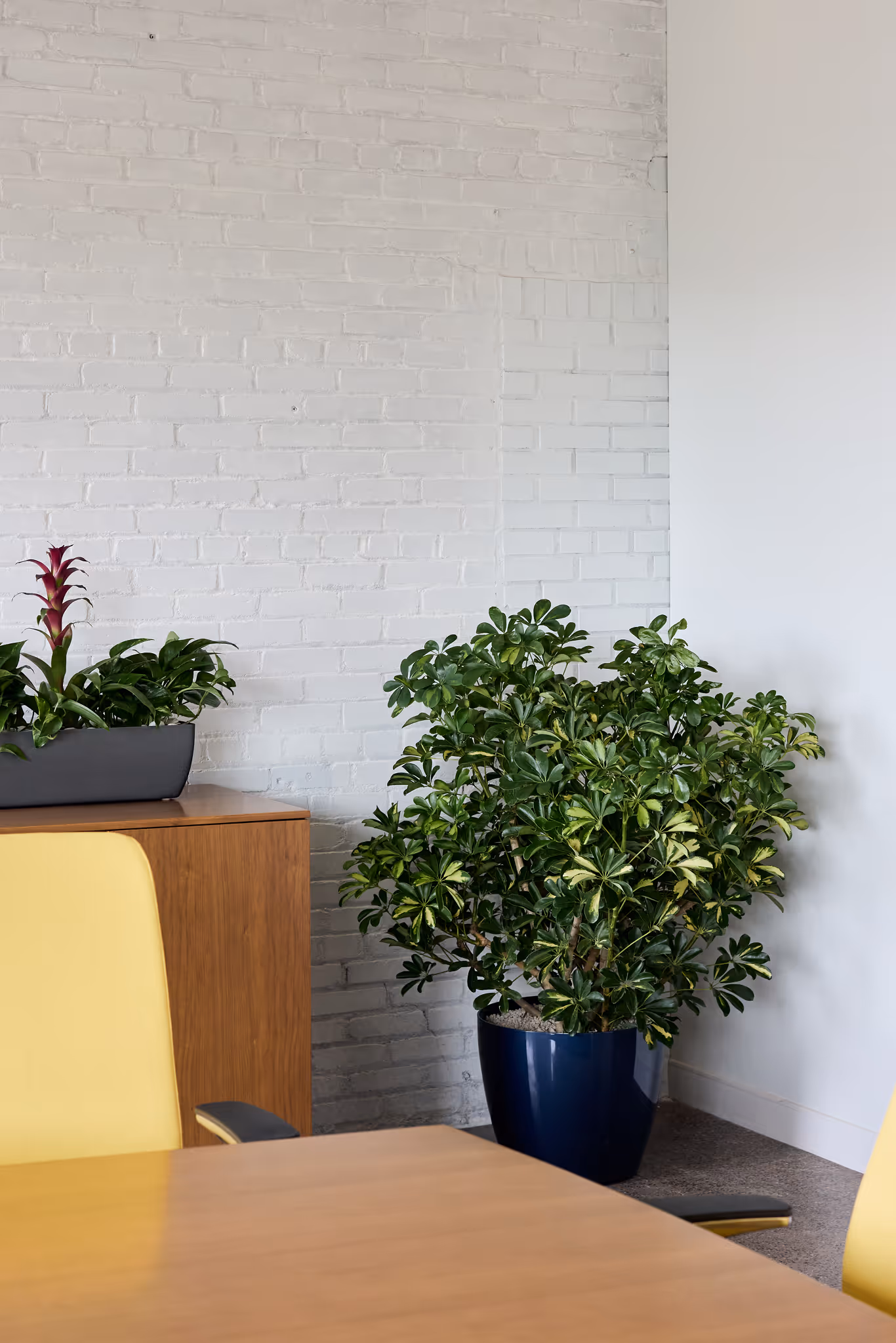 Office corner with large Schefflera plant in blue pot and tabletop planter with Guzmania in modern workspace