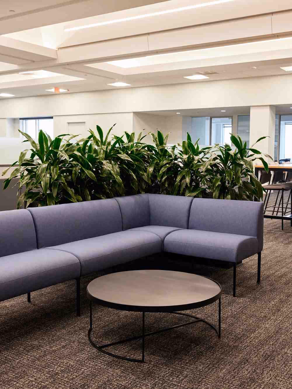 Office lounge with modern blue sectional sofa and large dracaena plant divider behind it