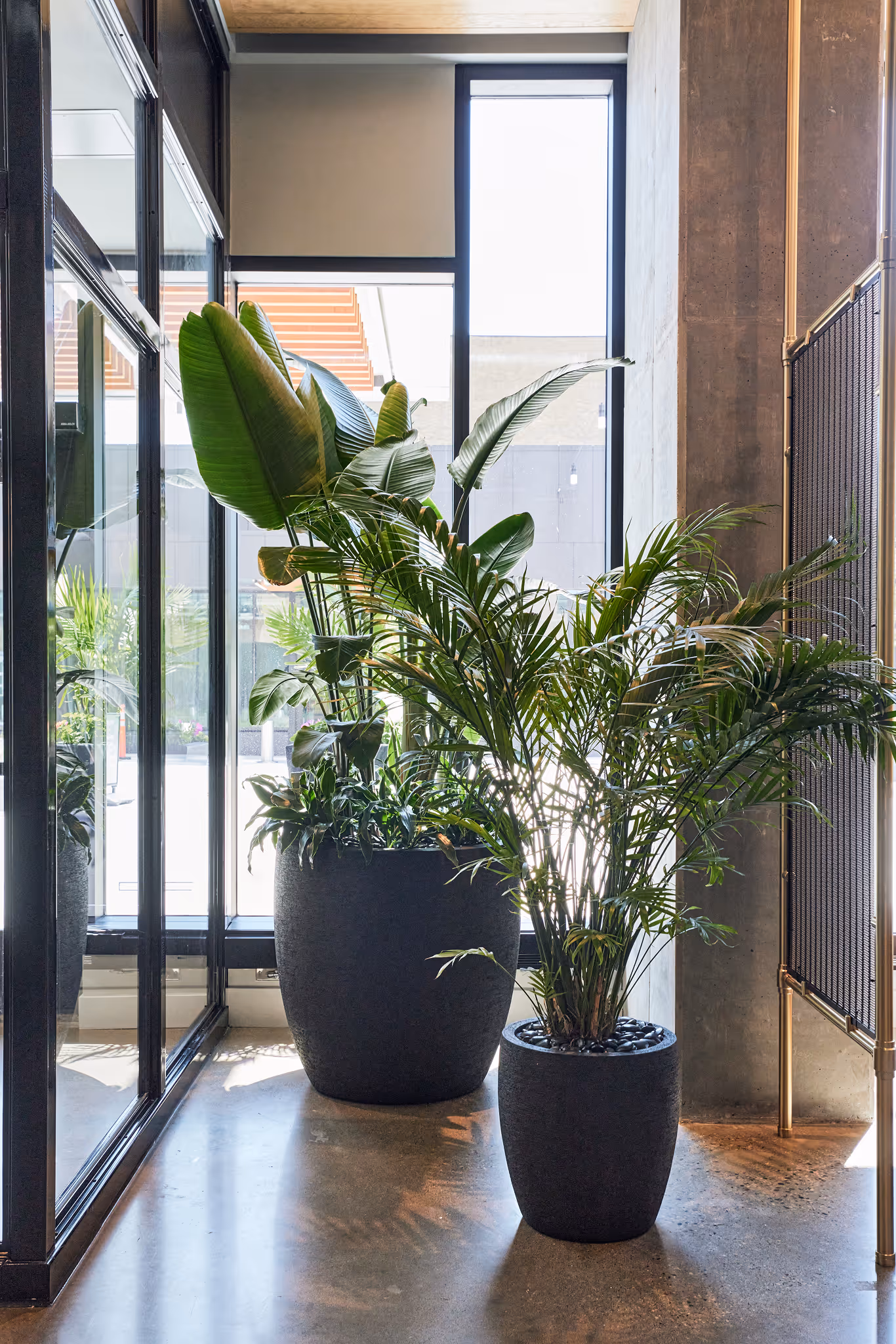 Tall indoor palms and bird-of-paradise plants in textured black planters arranged in a bright modern lobby with concrete walls and large windows
