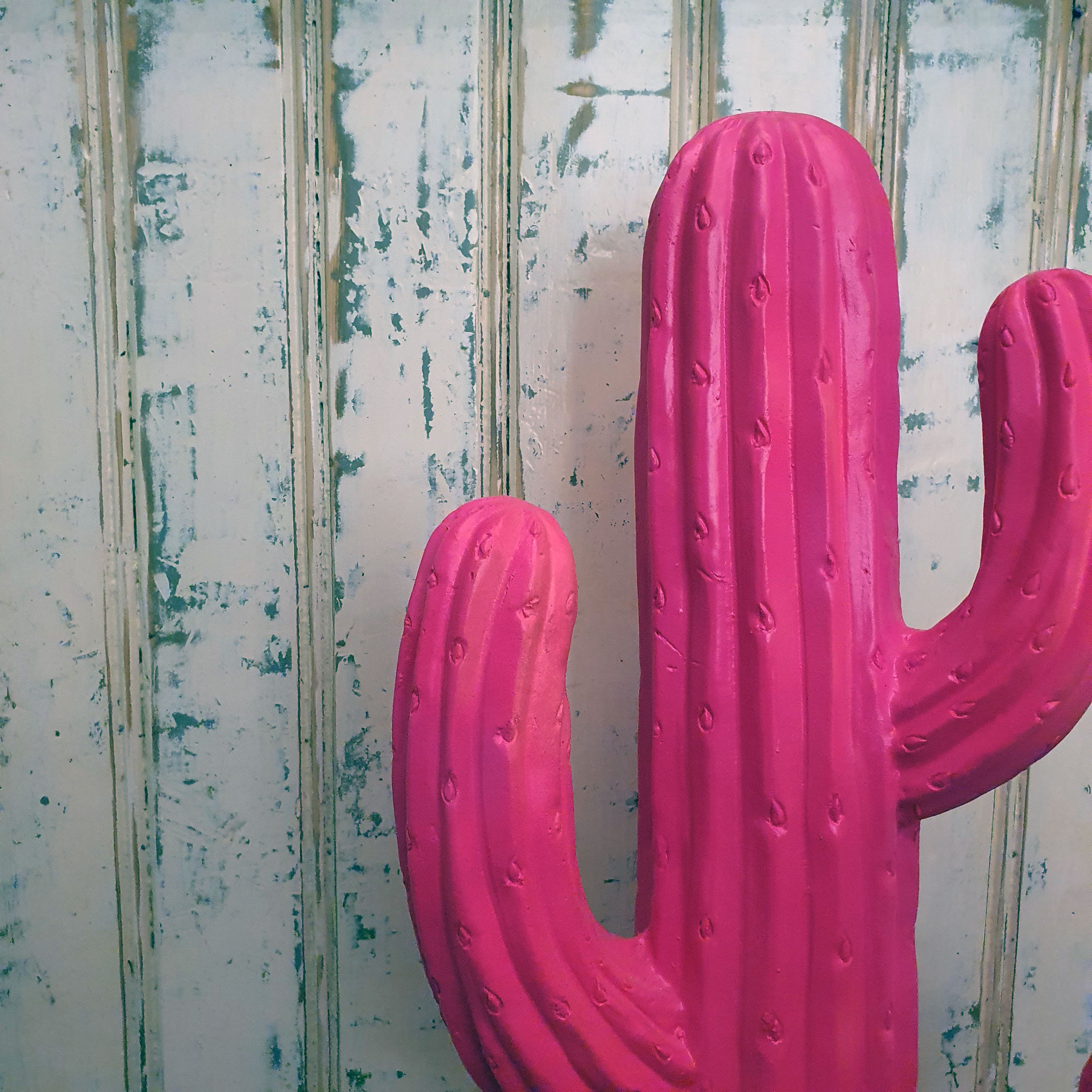 Cacti