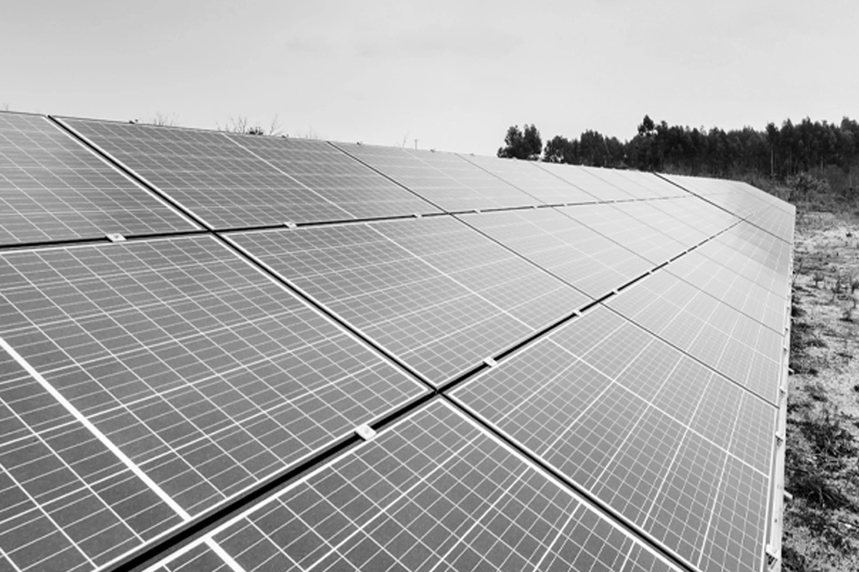 Fila de painéis solares instalados em um terreno aberto com árvores ao fundo.