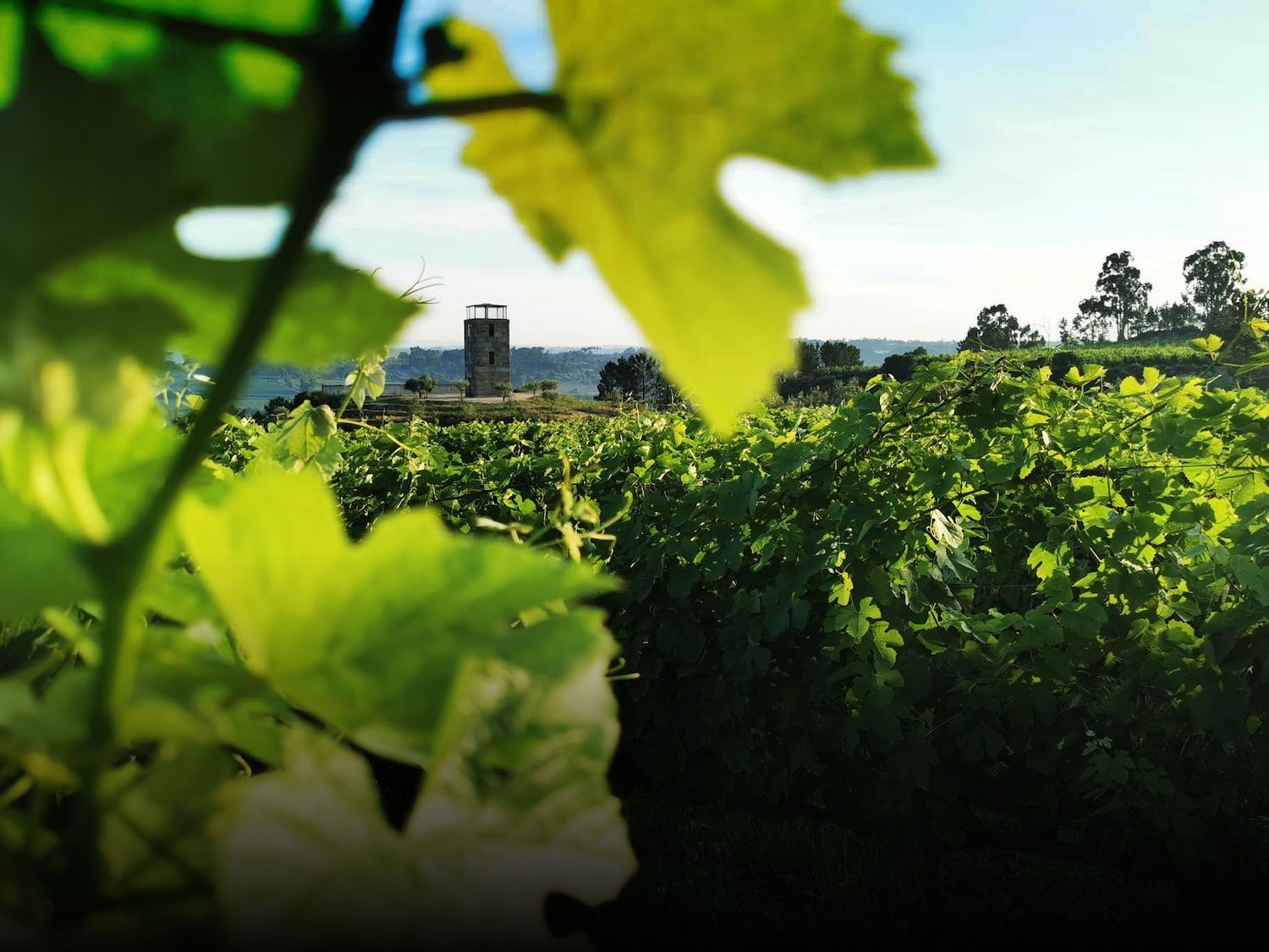Vine leaves in the foreground and the stone tower of Quinta da Alameda beyond, in the Dão.