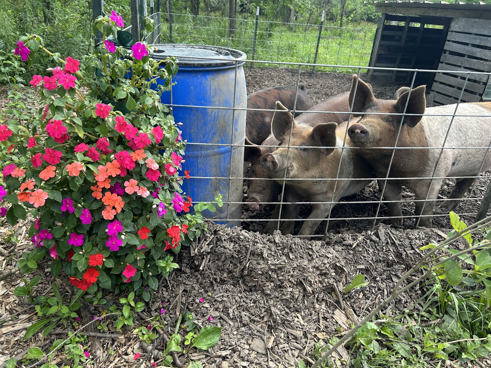 Chickens, quails, pigs, garden, and flowers