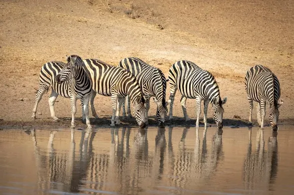 There are five zebras shown in the picture