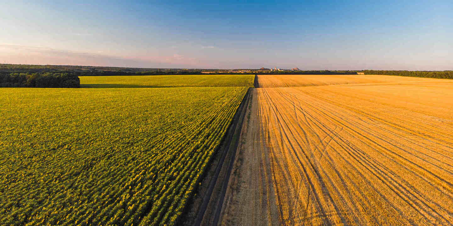 field