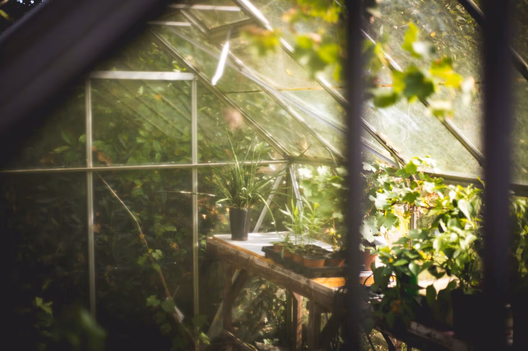 Sunlit greenhouse interior with plants on wooden tables and leafy greenery outside.