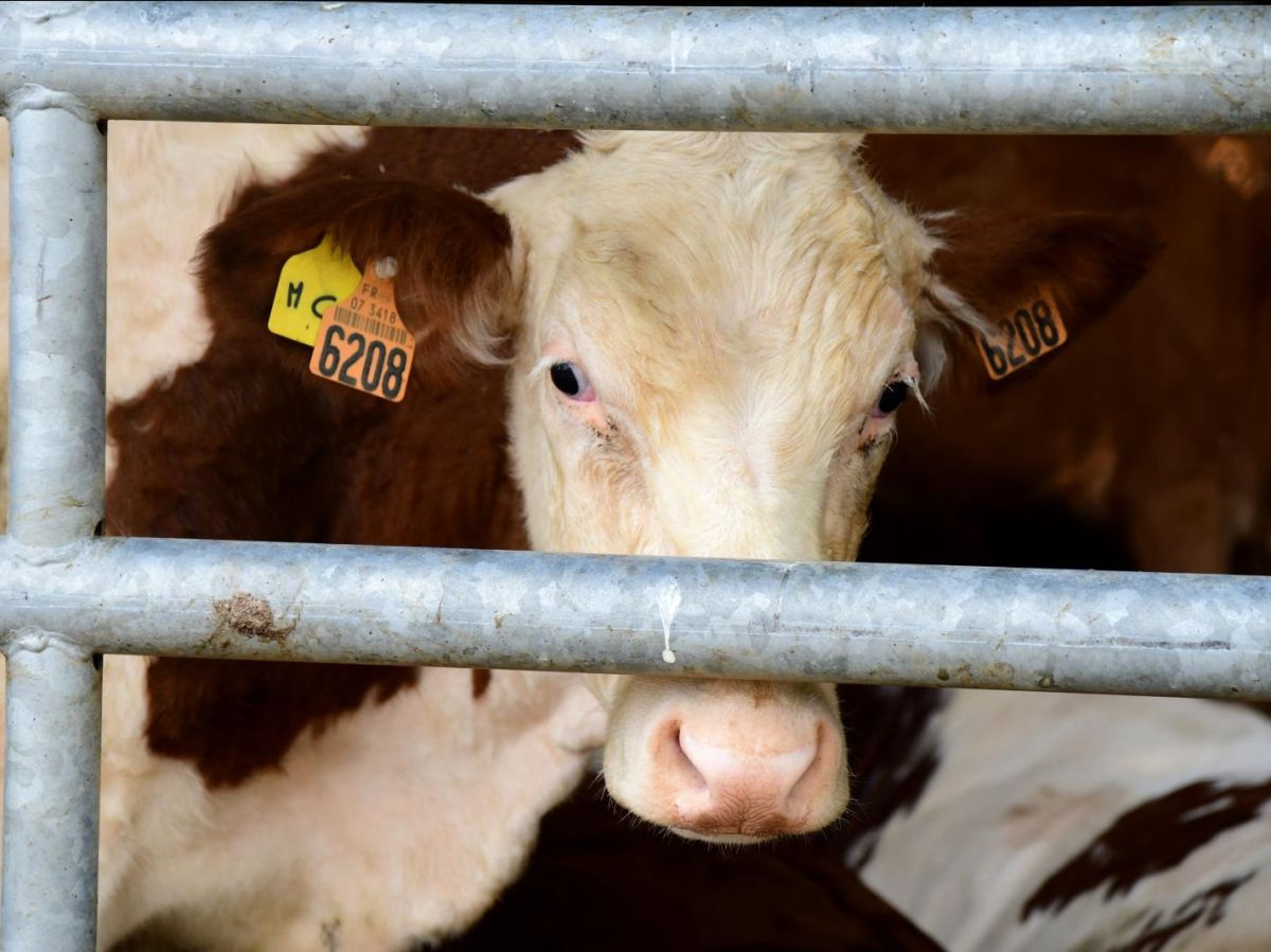 Circulation équine et transport d'animaux