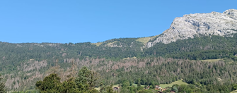 Crise scolytes sur épicéa