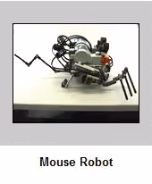 mouse