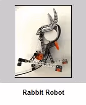 rabbit