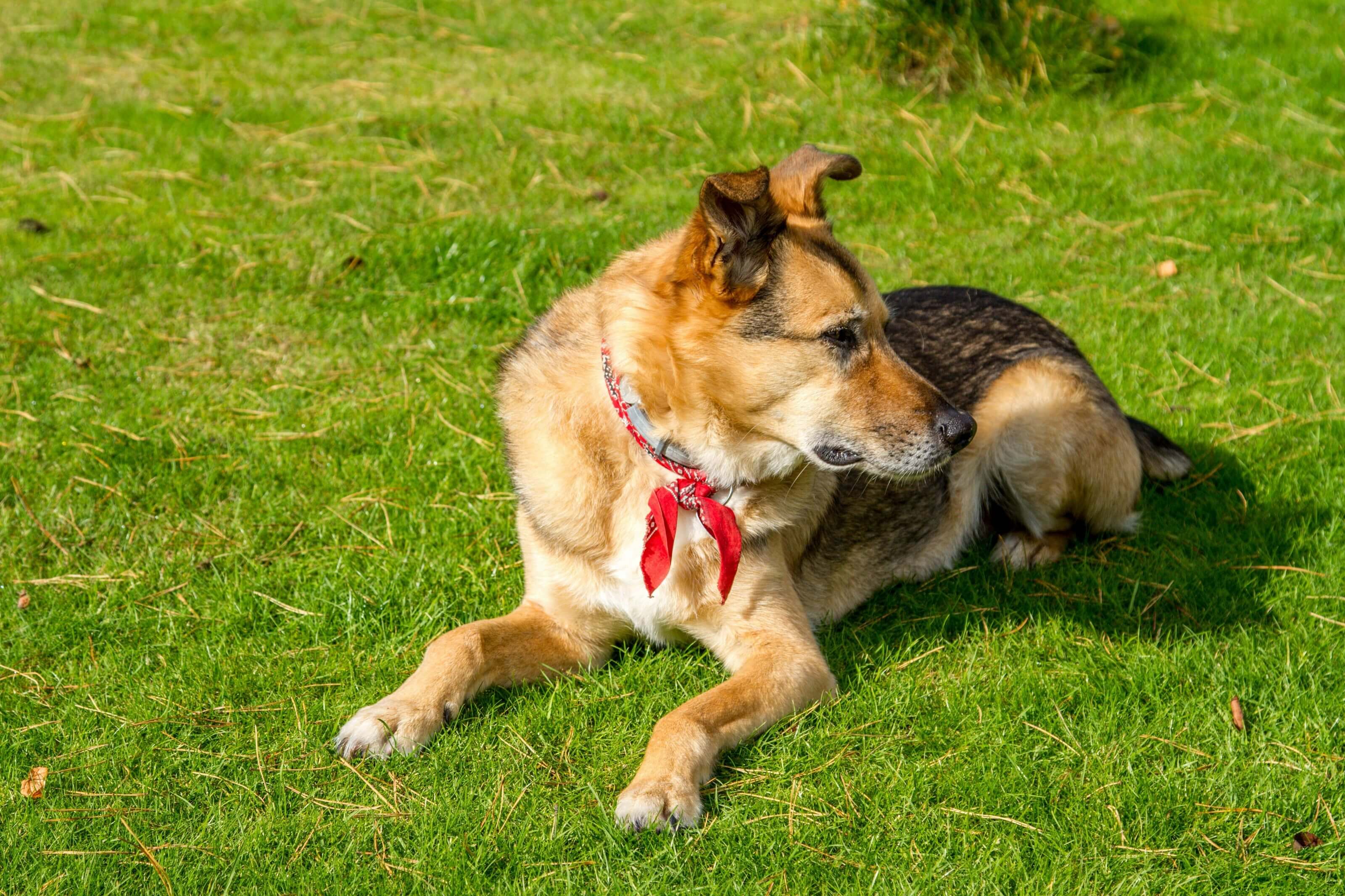 Is Scotts weed and feed safe for dogs
