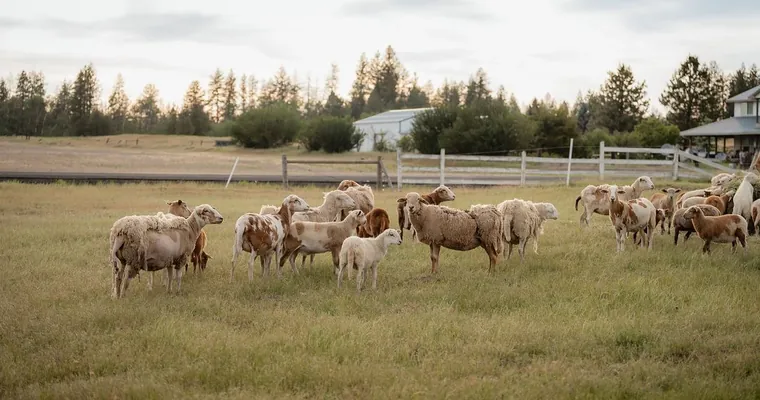Sheep grazing in an open pasture