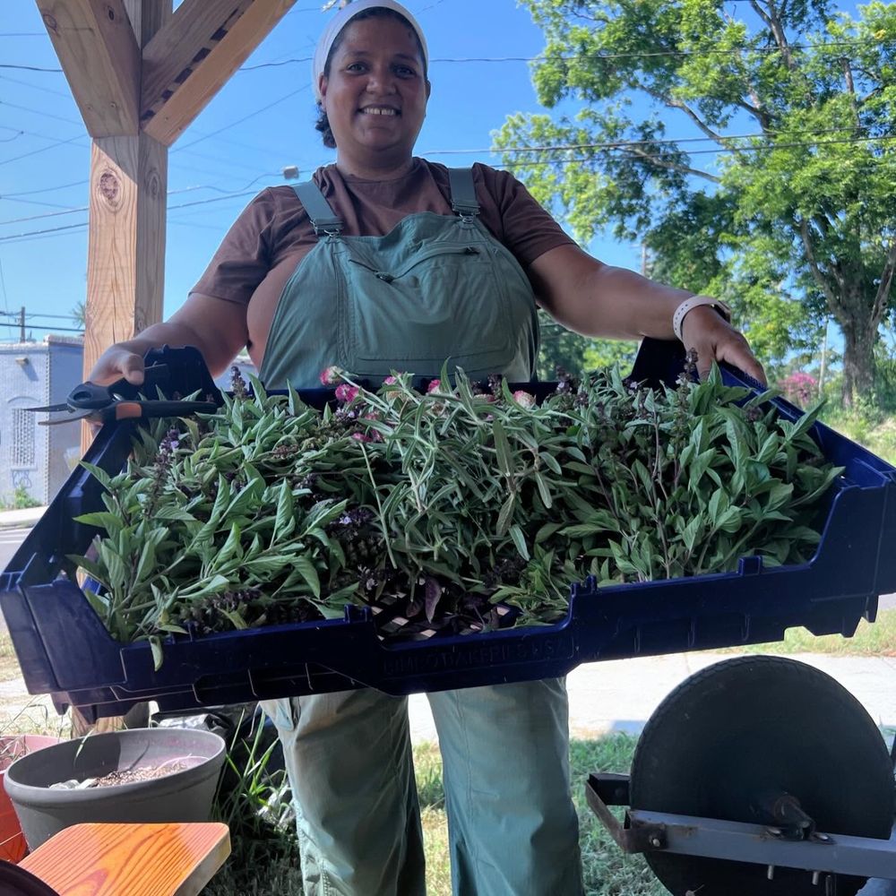 A We All Eat farmer holding a crate of fresh-cut basil