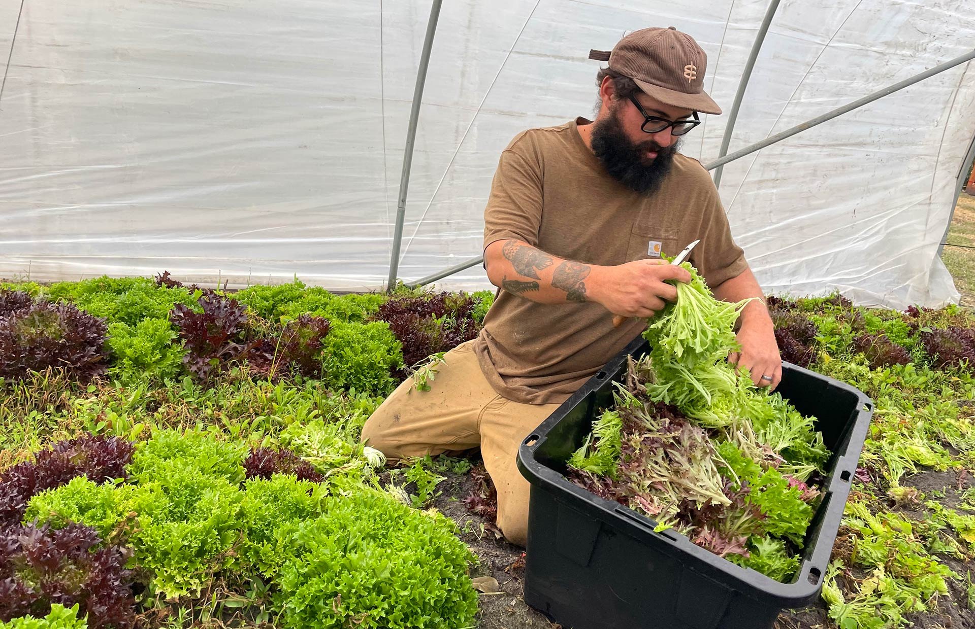 Mike Garcia harvesting lettuce in a hoop house at Everoak Farm