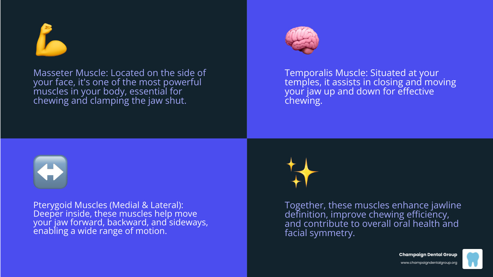 infographic showing the masseter muscle on the side of the jaw, temporalis muscle at the temple, and medial pterygoid muscles inside the mouth, with labels indicating their roles in jaw movement, chewing, and facial definition - build up jaw muscles infographic 4_facts_emoji_blue infographic showing the masseter muscle on the side of the jaw, temporalis muscle at the temple, and medial pterygoid muscles inside the mouth, with labels indicating their roles in jaw movement, chewing, and facial definition - build up jaw muscles infographic 4_facts_emoji_blue