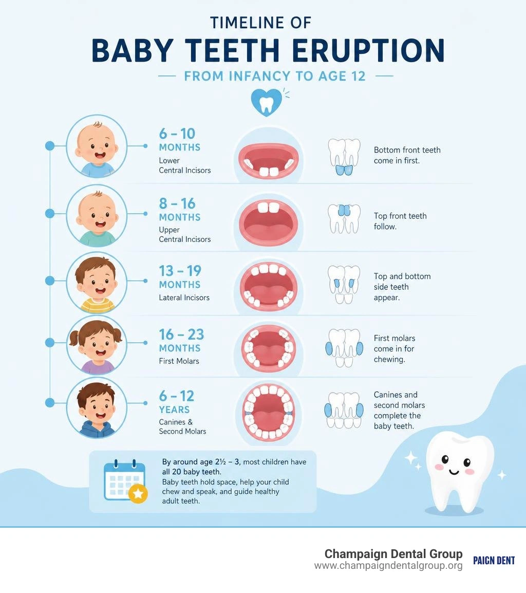 Timeline of baby teeth eruption stages from infancy to age 12 infographic Timeline of baby teeth eruption stages from infancy to age 12 infographic