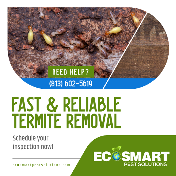 Termite service social media ad for EcoSmart Pest Solutions, designed by 42nd Street