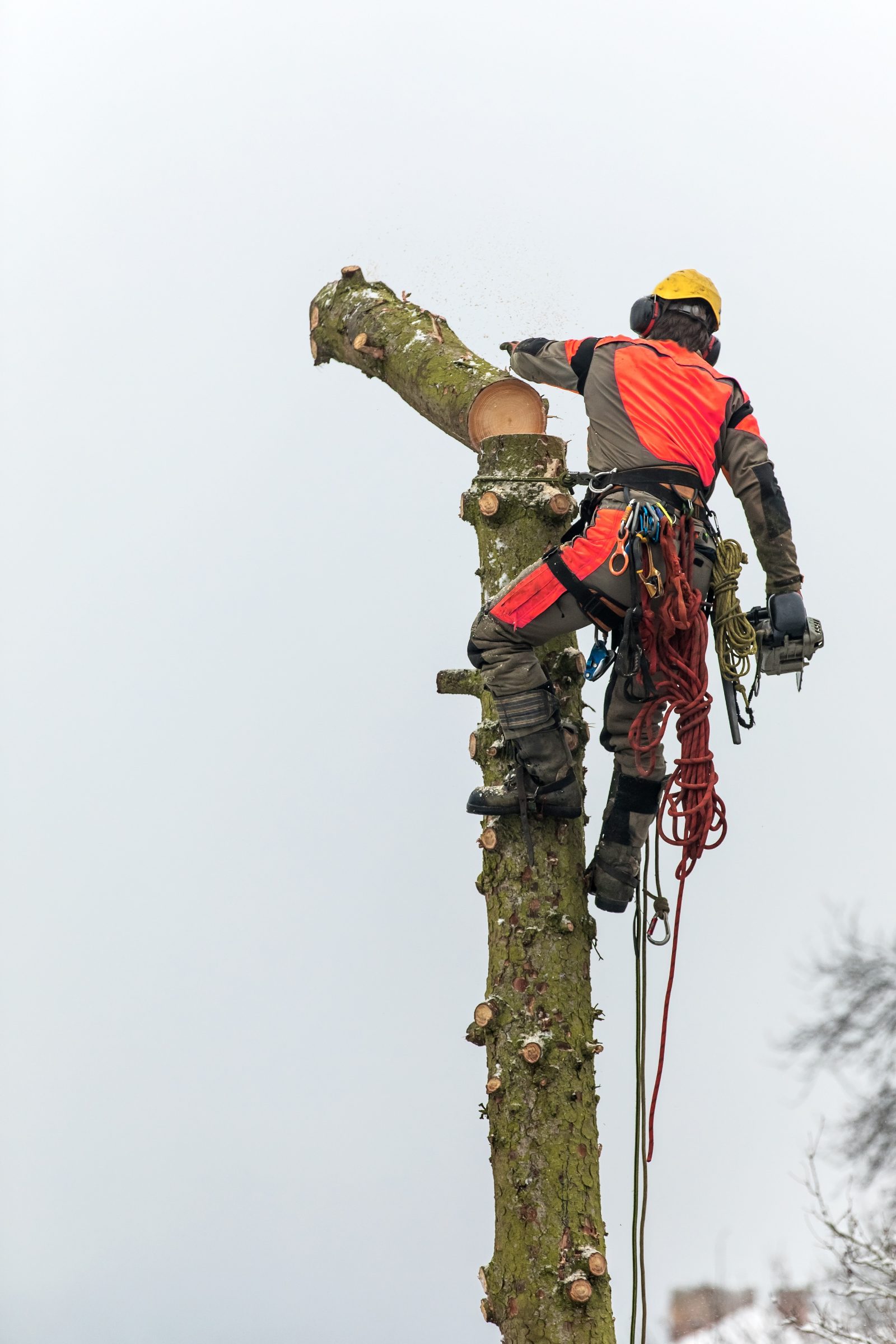 Tree Service Marketing