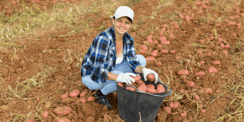 How a Spud Farmer Made £200,000 With Bizcap’s Help