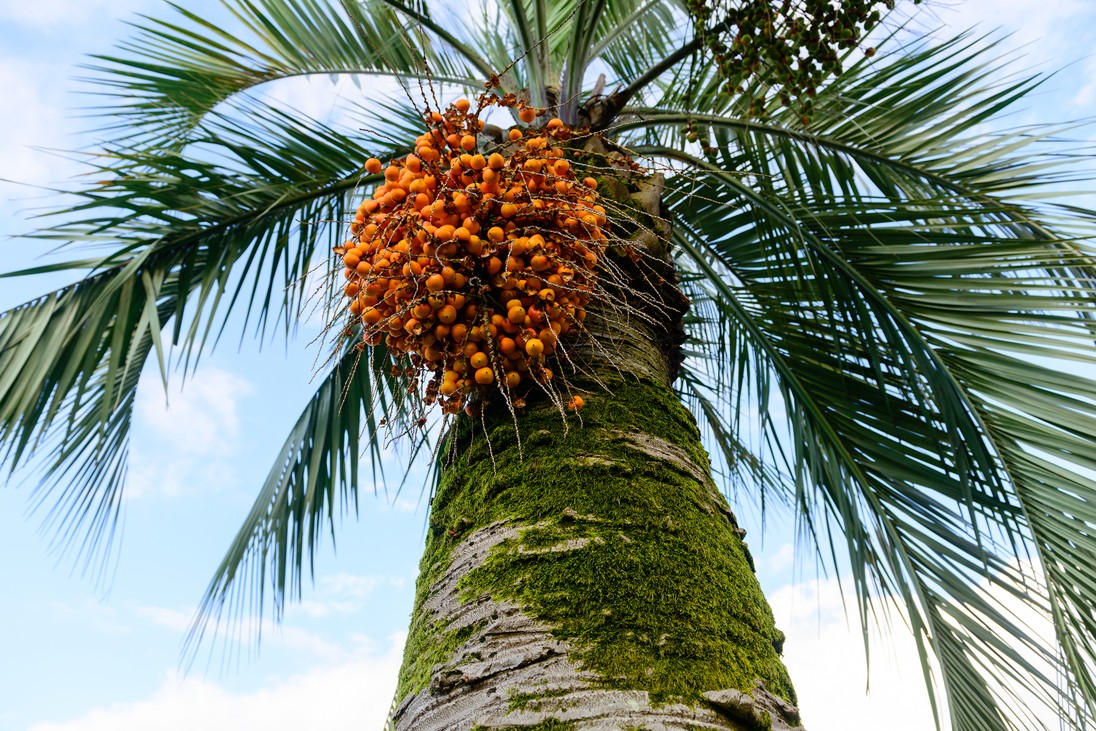 soybean-vs-palm-oil