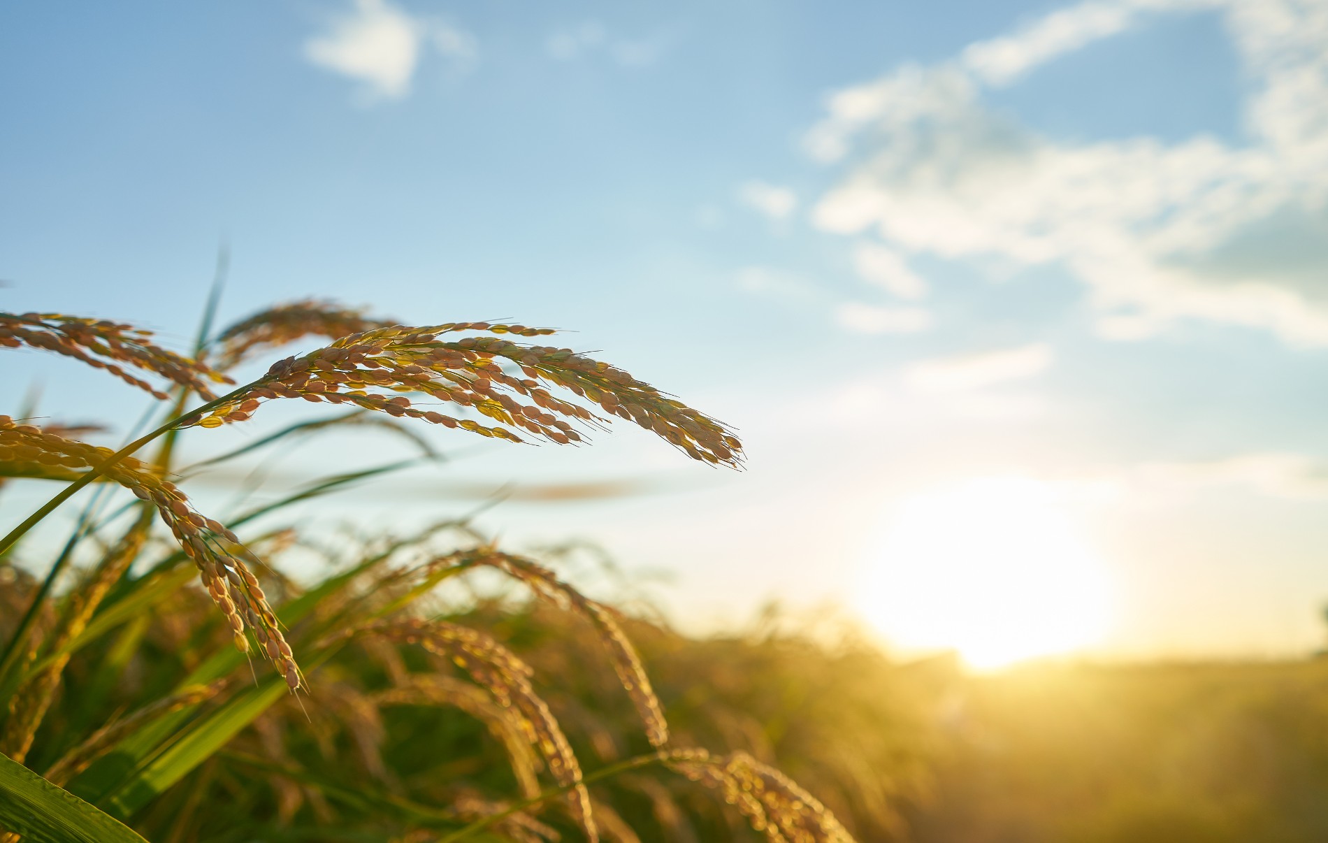 climae-change-agriculture