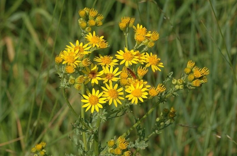 Common Ragwort | JKI Environmental