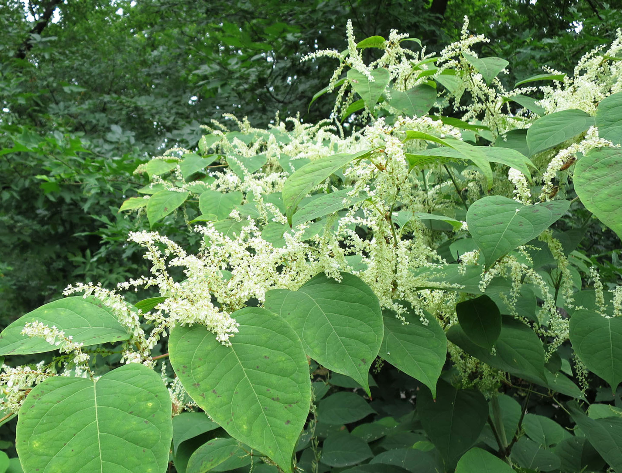 Japanese Knotweed JKI Environmental Japanese Knotweed JKI Environmental