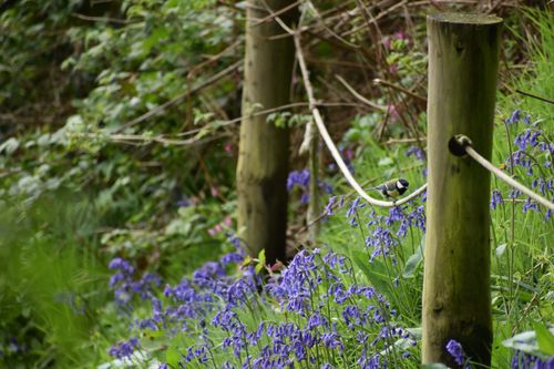 bluebells and great tit bird in the woodland
