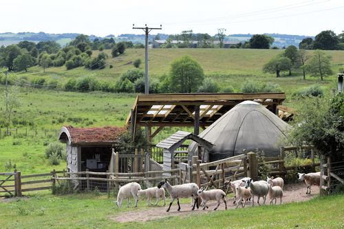 Glamping yurts in a field, a flock of sheep in front.