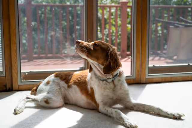 Integrated doggy door installation