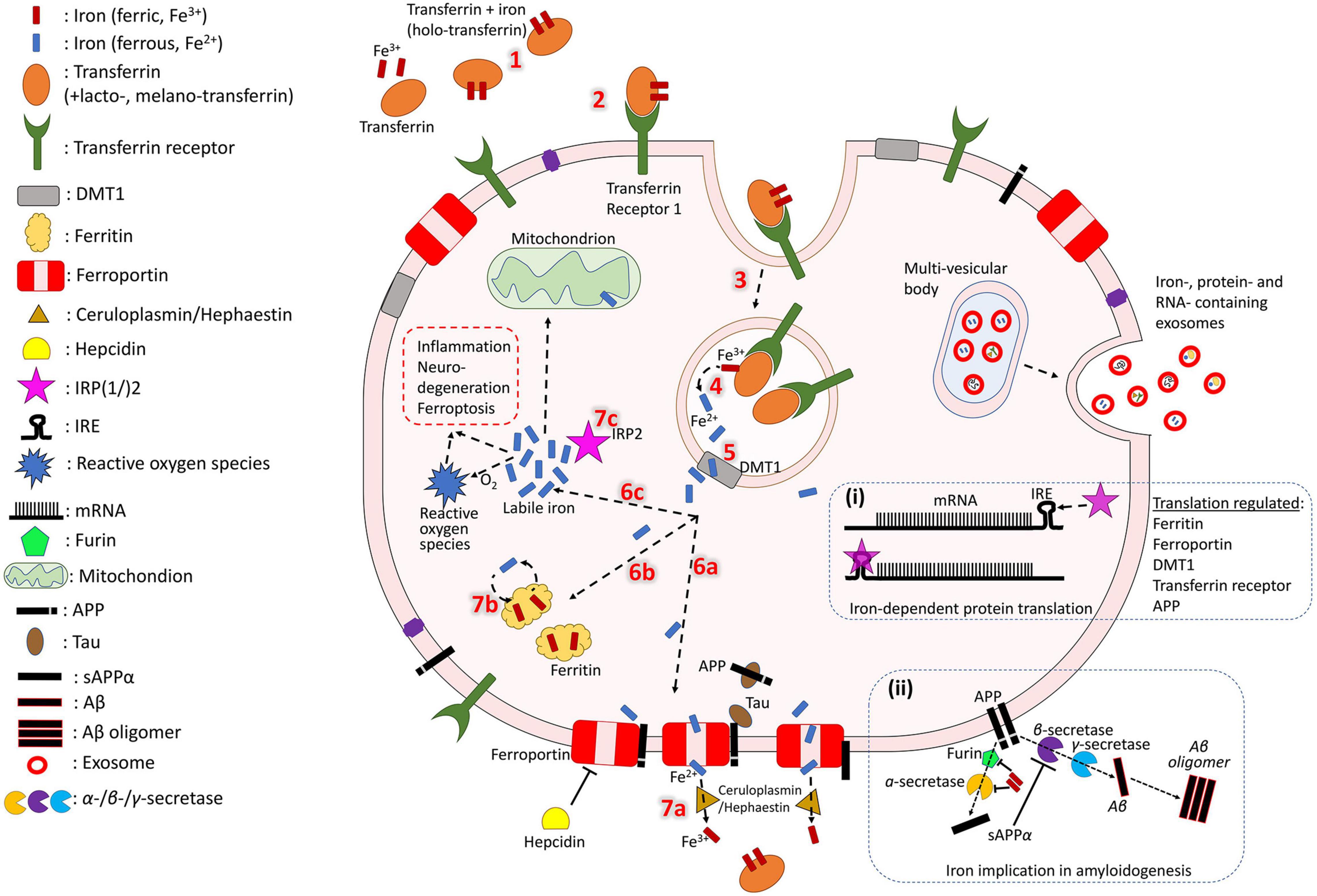 Frontiers | Iron and Alzheimer's Disease: From Pathology to Imaging